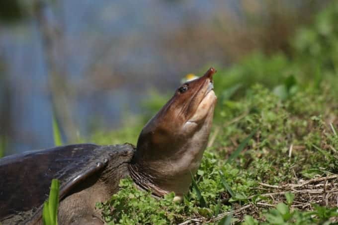 A softshell turtle soaks up some of the sun's rays, and some attention from the crowd, in Everglades National Park of Florida.