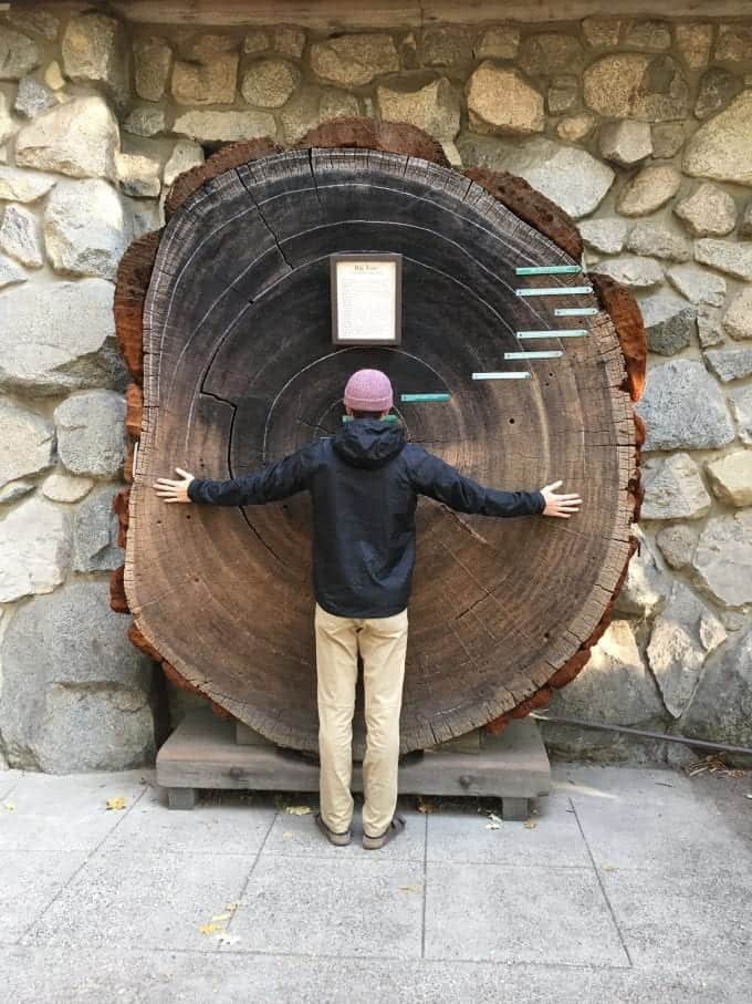 A cross section of a giant Sequoia on display in Yosemite National Park...and it was over 1,000 years old!