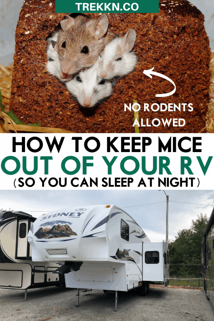 How to Keep Mice Out of Your RV So You Can Sleep Comfortably At Night