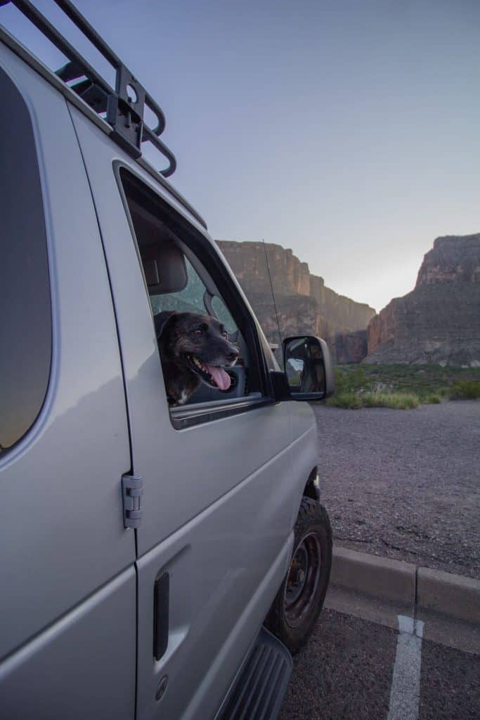 Dogs in Big Bend National park