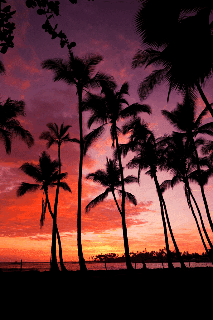Sunset over palm trees in Hawaii
