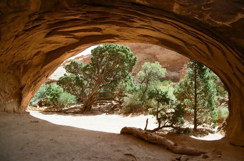 trees beneath an arch on the devil's garden trail