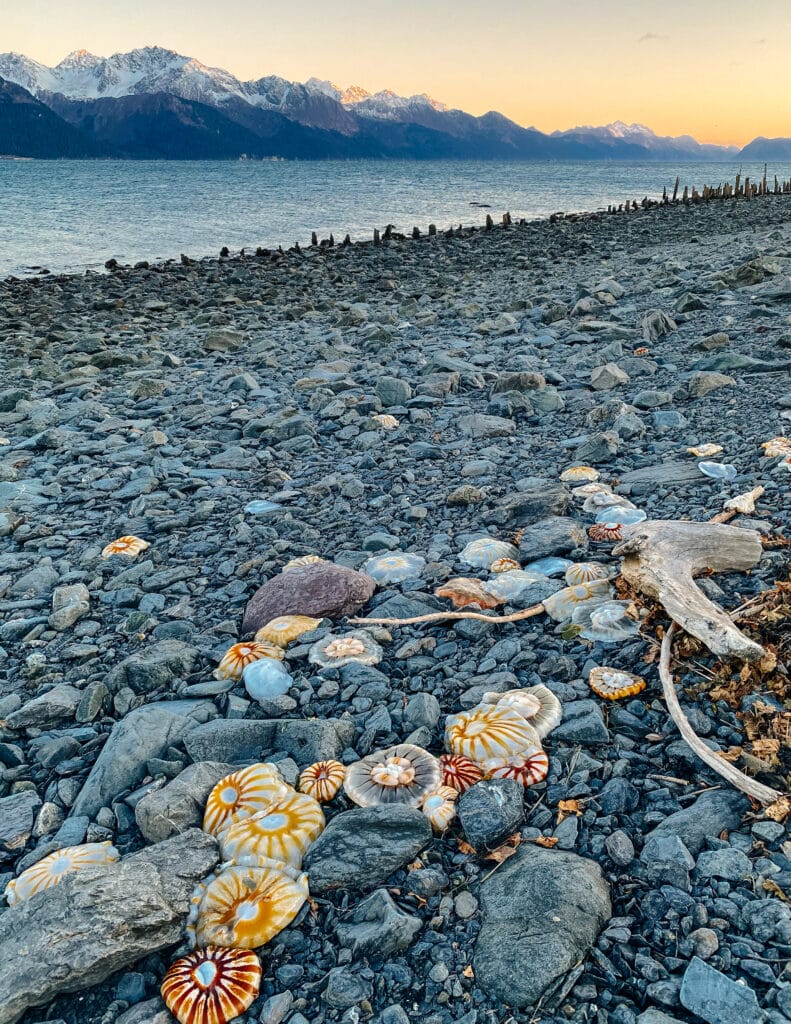 jellyfish in the fall in seward, alaska