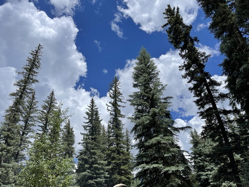 beautiful pine trees in Durango Colorado