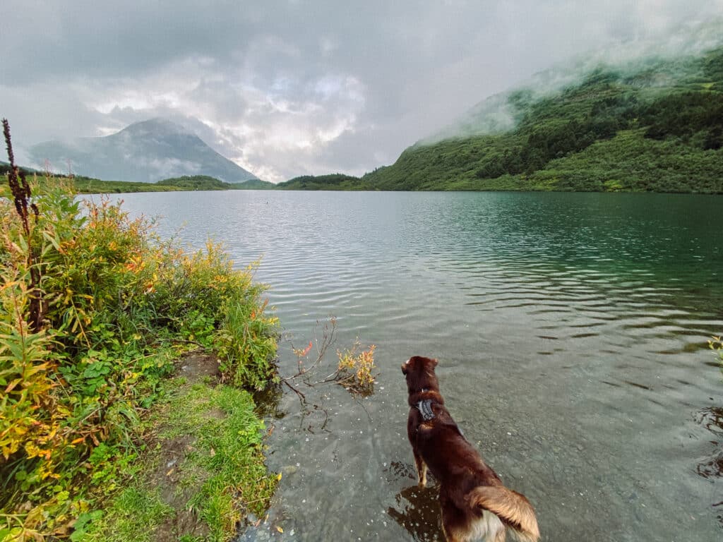 our pup Mac enjoying Carter lake and the ducks