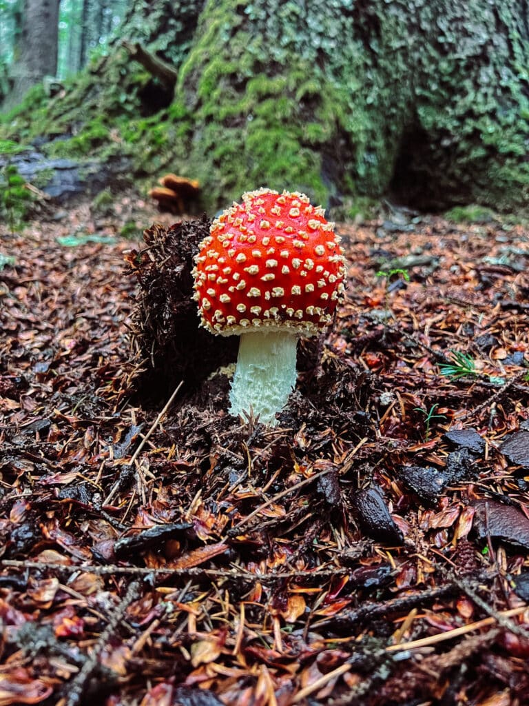 mushrooms found along carter lake trail in Alaska