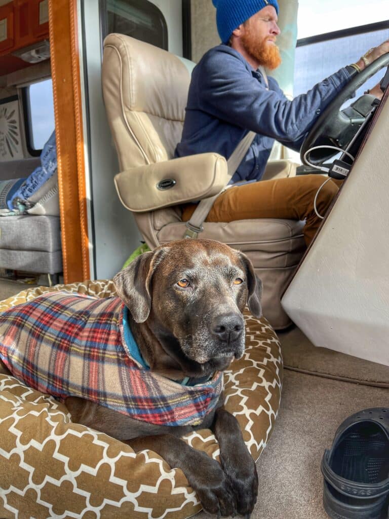 RVing with a dog