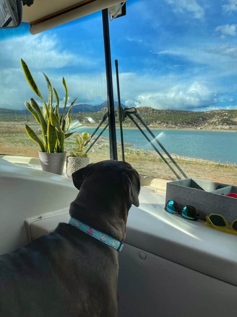RV camping with dogs