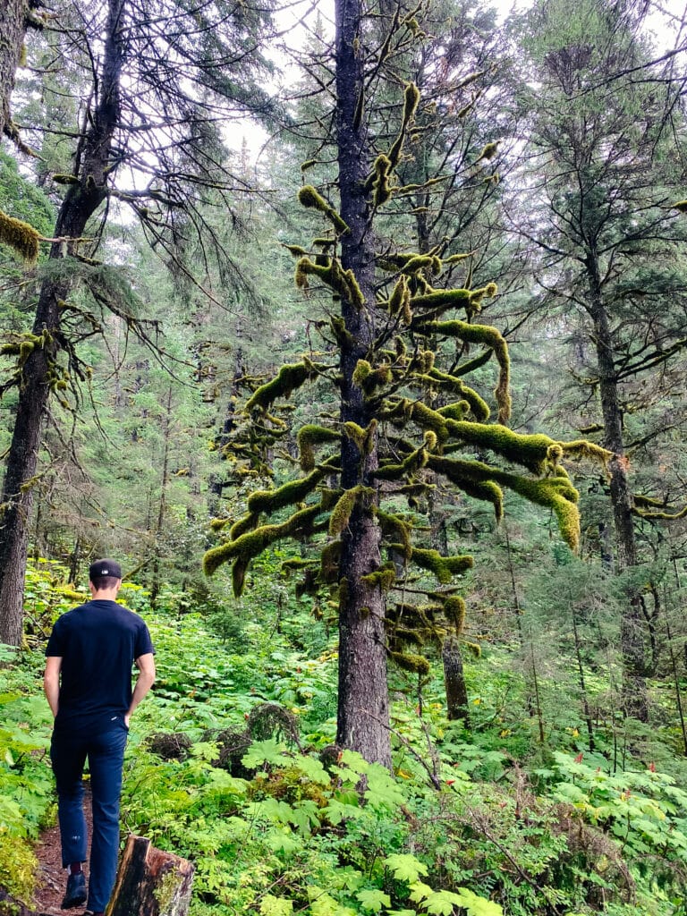 Moss-covered branches are a common sight in Seward Alaska