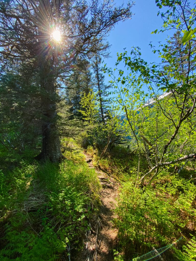 A tamer section of the trail near Seward Alaska