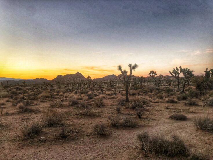 RVers Guide to Joshua Tree National Park TREKKN
