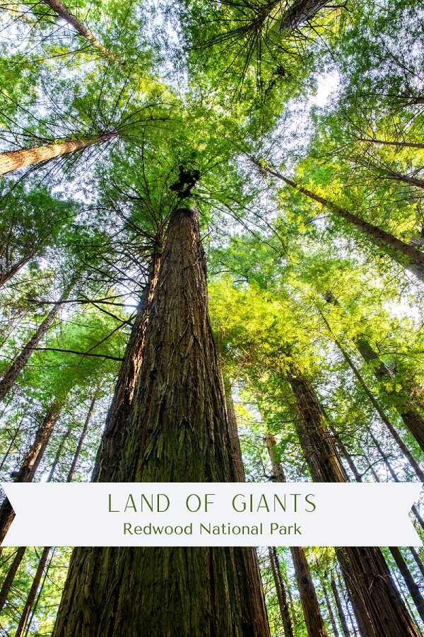 The Land of Giants: Unveiling California's Largest Reservation