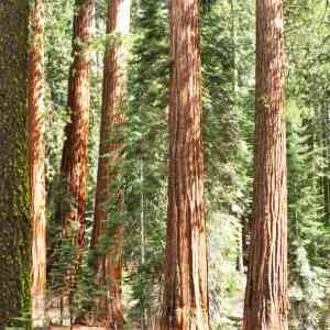 Cluster of Redwood trees in Redwood national Park
