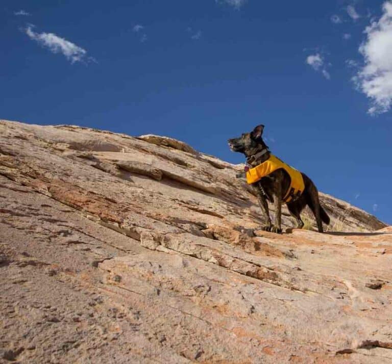 Best Outdoor Gear for Dogs