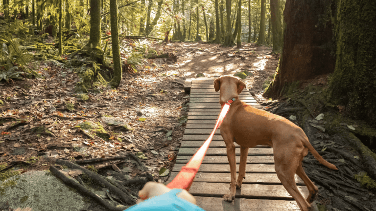 7 Essential Tips for Hiking with Dogs