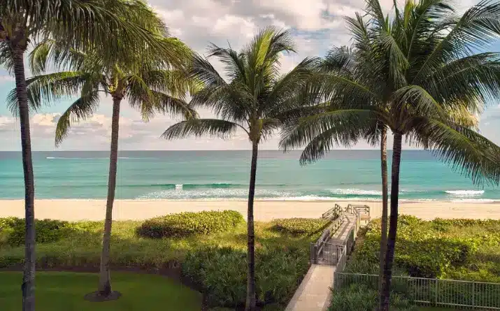 Tall palm trees and beach on sunny day in Boca
